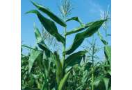 ДК 315 - кукуруза, 80 000 семян, Monsanto США фото, цена