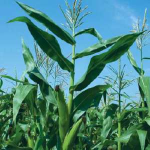 ДК 315 - кукурудза, 80 000 насінин, Monsanto США фото, цiна
