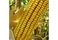ДКС 3795 - кукуруза, 80 000 семян, Monsanto США фото, цена