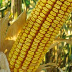 ДКС 3795 - кукуруза, 80 000 семян, Monsanto (Мосанто), Украина фото, цена