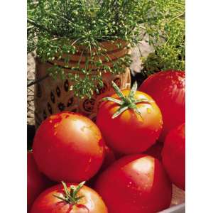 Баллада - томат детерминантный, Nasko Украина фото, цена