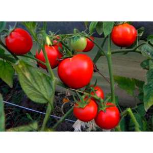 Яна - томат детерминантный, Nasko Украина фото, цена