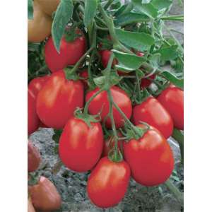 Марьюшка - томат детерминантный, 2500 семян, Nasko Украина фото, цена