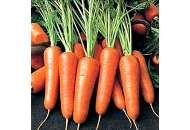 Мазурка - морковь, Nasko Украина фото, цена