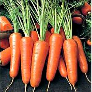 Мазурка - морковь, Nasko Украина фото, цена