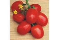 Наско 2000 - томат детерминантный, Nasko (Наско), Украина фото, цена