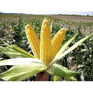 Тронка F1 - кукуруза сахарная, 5 кг, Nasko Украина фото, цена