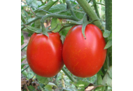 6416 F1 - томат, 1 000 насіння, Nunhems (Нунемс) Голландія фото, цiна