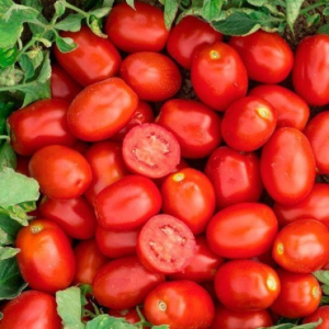 Кендрас F1 – томат, 1 000 семян, Nunhems (Нунемс) Голландия фото, цена