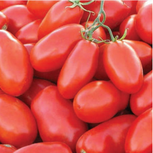 Тейлор F1 – томат, 25 000 семян, Nunhems (Нунемс) Голландия фото, цена