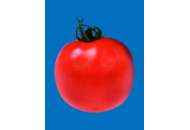 Джампакт F1 - томат детерминантный, 1000 семян, Sakata (Саката), Япония фото, цена
