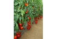 Мішель F1 - томат індетермінатний, 1000 насінин, Sakata фото, цiна