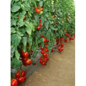 Мишель F1 - томат индетерминантный, 1000 семян, Sakata фото, цена