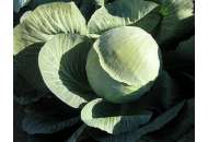 Фундакси F1 - капуста белокочанная, 2 500 семян, Seminis (Семинис) Голландия фото, цена