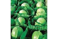 Гермес F1 - капуста белокочанная, 2500 семян, Seminis Голландия фото, цена