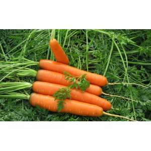 Роял Форто - морковь, Seminis фото, цена