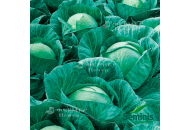 Вестри F1 - капуста белокочанная, 2 500 семян, Seminis (Семинис) Голландия фото, цена