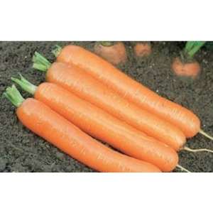 Дордонь F1 - морковь, 100 000 семян, фракция 1,6+ мм, Syngenta (Сингента), Голландия фото, цена