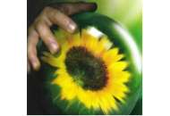 НК Делфі Круїзер - соняшник, 150 000 насінин, Syngenta (Сінгента),  фото, цiна