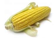 СИ Новатоп - кукуруза, 80 000 семян, Syngenta (Сингента), Голландия фото, цена