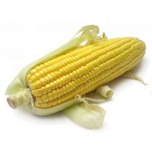 СИ Новатоп - кукуруза, 80 000 семян, Syngenta (Сингента), Голландия фото, цена