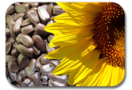 НК Ферті - соняшник, 150 000 насінин, Syngenta Голландія фото, цiна