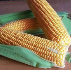 ГСС (GSS) 1477 F1 - кукуруза сахарная, 100 000 семян, Syngenta (Сингента), Голландия фото, цена