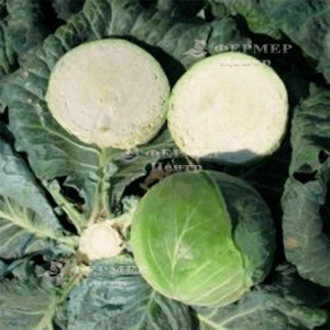 Эластор F1 - капуста белокочанная, 2 500 семян, Syngenta (Сингента), Голландия фото №3, цена