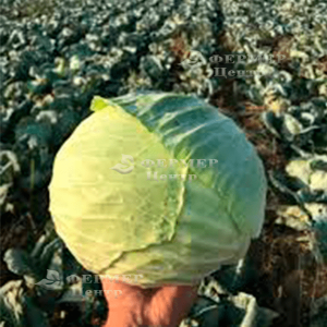 Саксесор F1 - капуста белокочанная, 2 500 семян, Syngenta (Сингента), Голландия фото №4, цена