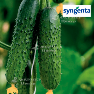 Спіно F1 - огірок партенокарпичный, 500 насіння, Syngenta (Сингента), Голландія фото, цiна