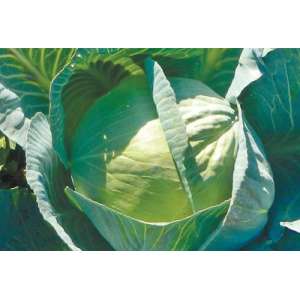 Сторидор F1 - капуста белокочанная, 2500 семян, Syngenta (Сингента), Голландия фото, цена