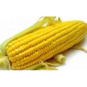 НК Термо - кукурудза, 80 000 насінин, Syngenta Голландія фото, цiна