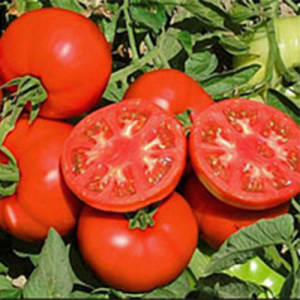 Терра Кота F1 - томат детермінантний 1000 насінин, Syngenta фото, цiна