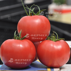 Афен F1 - томат индетерминантный, Tezier (Тезиер) Франция фото, цена
