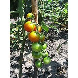 Гармония F1 - томат индетерминантный, 250 семян, Tezier (Тезиер) Франция фото, цена