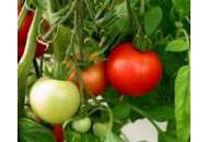 Тастиер F1 - семена томатов, 500 шт,  Moravoseed (Моравосид), Чехия фото, цена