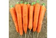 Афалон F1 - морковь, Moravoseed (Моравосид)  фото, цена