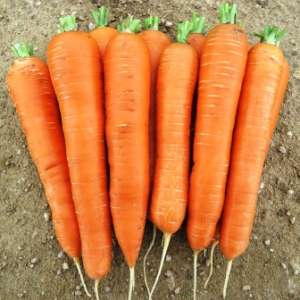 Афалон F1 - морковь, Moravoseed (Моравосид)  фото, цена