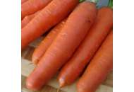 Анета F1 - морковь, Moravoseed (Моравосид)  фото, цена
