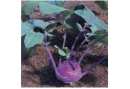 Балот F1 - семена фиолетовой капусты кольраби, Moravoseed (Моравосид)  фото, цена