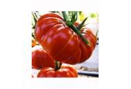 Брутус - томат індетермінантний,  кг, Moravoseed (Моравосид), Чехія фото, цiна