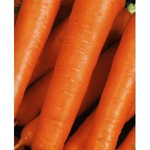 Цидера - морковь, кг, Moravoseed (Моравосид), Чехия фото, цена