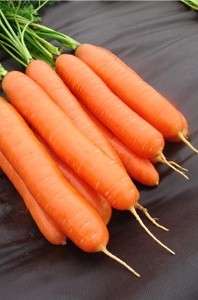 Дарина - насіння моркви,  кг, Moravoseed (Моравосид), Чехія фото, цiна