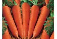 Корина - морковь, кг, Moravoseed (Моравосид), Чехия фото, цена