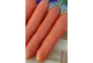 Кортина F1 - морковь, Moravoseed (Моравосид)  фото, цена