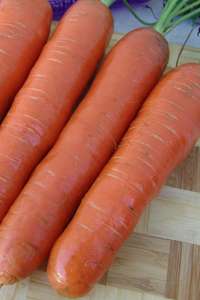 Кортина F1 - морковь, Moravoseed (Моравосид)  фото, цена