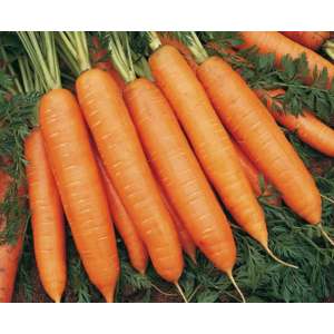 Марион F1 - морковь, 100 000с , Moravoseed (Моравосид)  фото, цена