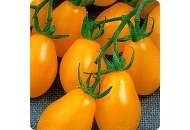 Перун - томат индетерминантный,  кг, Moravoseed (Моравосид), Чехия фото, цена