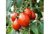 Радана - томат індетермінантний,  кг, Moravoseed (Моравосид), Чехія фото, цiна