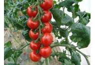 Спенсер - томат індетермінантний, Moravoseed (Моравосид), Чехія фото, цiна